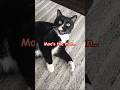 Moe-tivation #funny #cat #shorts #fypシ