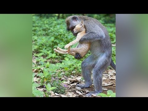 Video: How Animals Help Each Other