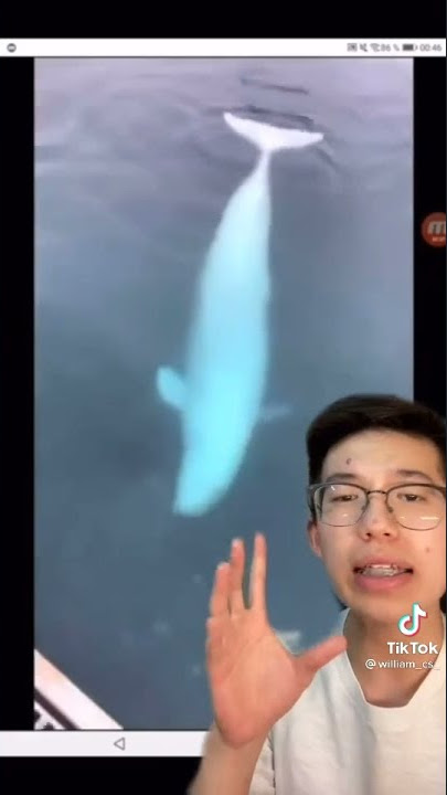 Seekor paus beluga mengembalikan ponsel pria ini yang terjatuh dalam lautan..