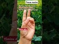 Prana Mudra
