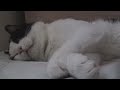 Boring Cat
