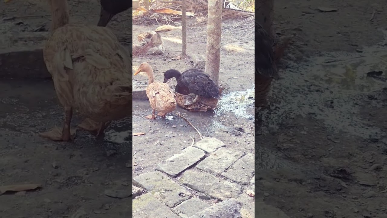 I didn't know that my ducks are lesbian!!! #duck #farm