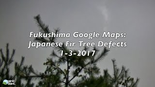 Fukushima Google Maps: Japanese Fir Tree Defects 1-3-2017 | Organic Slant