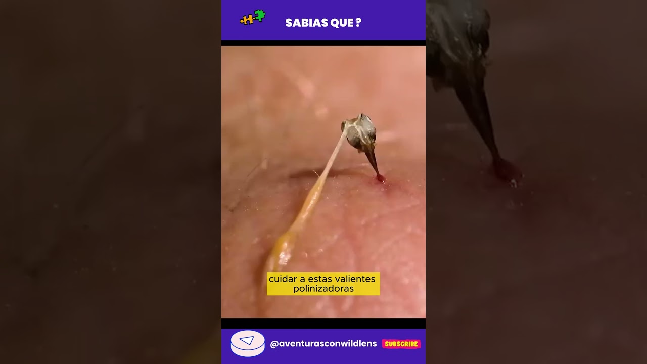 Sacrificio de  abejas melíferas al picar 