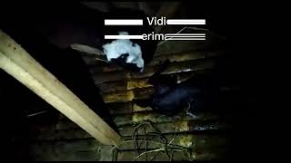 Ekslusif Domba Yang Ada Di Kandang Milik Baja Farm Community Lahiran