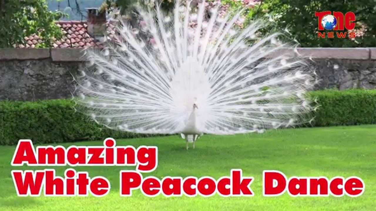 Amazing White Peacock Dance - YouTube