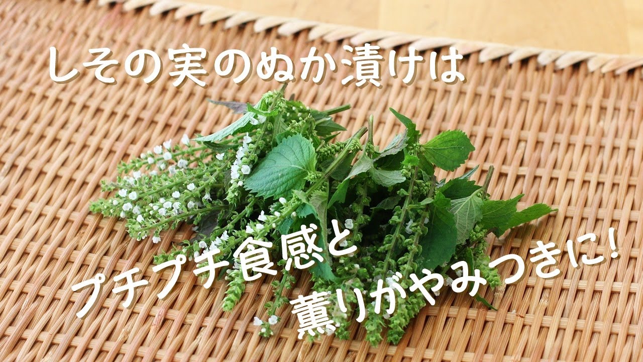 Youtubeチャンネルvol 43しその実のぬか漬けはプチプチ食感と薫りがやみつきに ぬか漬けコンシェルジュassociation 旧 ぬか漬けとお料理の教室y S Kitchen 兵庫県三田市 Youtubeチャンネルvol 43しその実のぬか漬けはプチプチ食感と薫りがやみつきに ぬか漬けコンシェルジュassociation 旧 ぬか漬けとお料理の教室y S Kitchen 兵庫県三田市