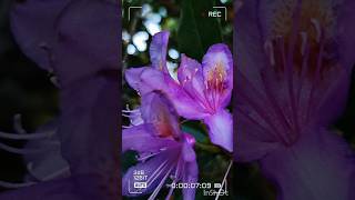 Рододендрон в октябре #flowers #garden #сад #цветы #beautiful #love