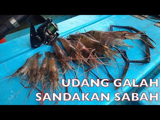 Mancing Udang Galah Di Sandakan Sabah class=