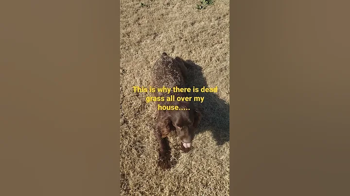 Bruce (Boykin Spaniel) causing a mess