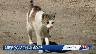 Detalles St. Bernard Parish veterinarian addresses backlash over stray cat proposal Actualización