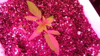 120w led Autoflower grow