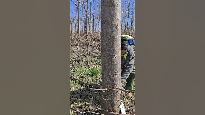 Maturity cutting of a paulownia plantation in Barlad- Romania.