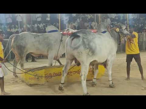 2026 గుంటూరు చిలకలూరిపేట ఎడ్ల పందాలు | Bull Race 2026