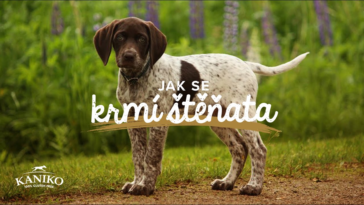 Jak se krmí štěňata?