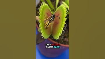 Wasp vs Venus Flytrap #shorts