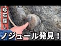 【探石・海編】和歌山にしかないノジュール、瓜谷石（古谷石）を探してみよう【珍石探し】