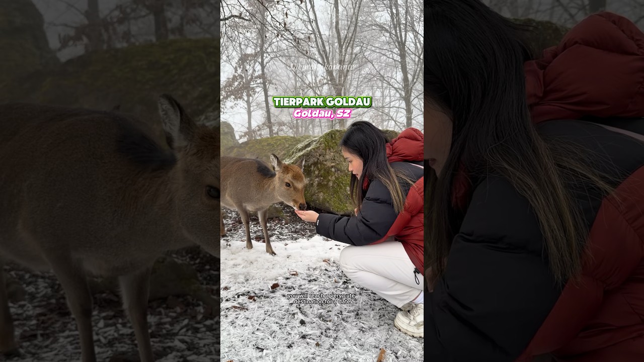 📍Tierpark Goldau in Goldau, Schwyz 🐻🫎#tierpark#goldau#travel#winteractivities#switzerland