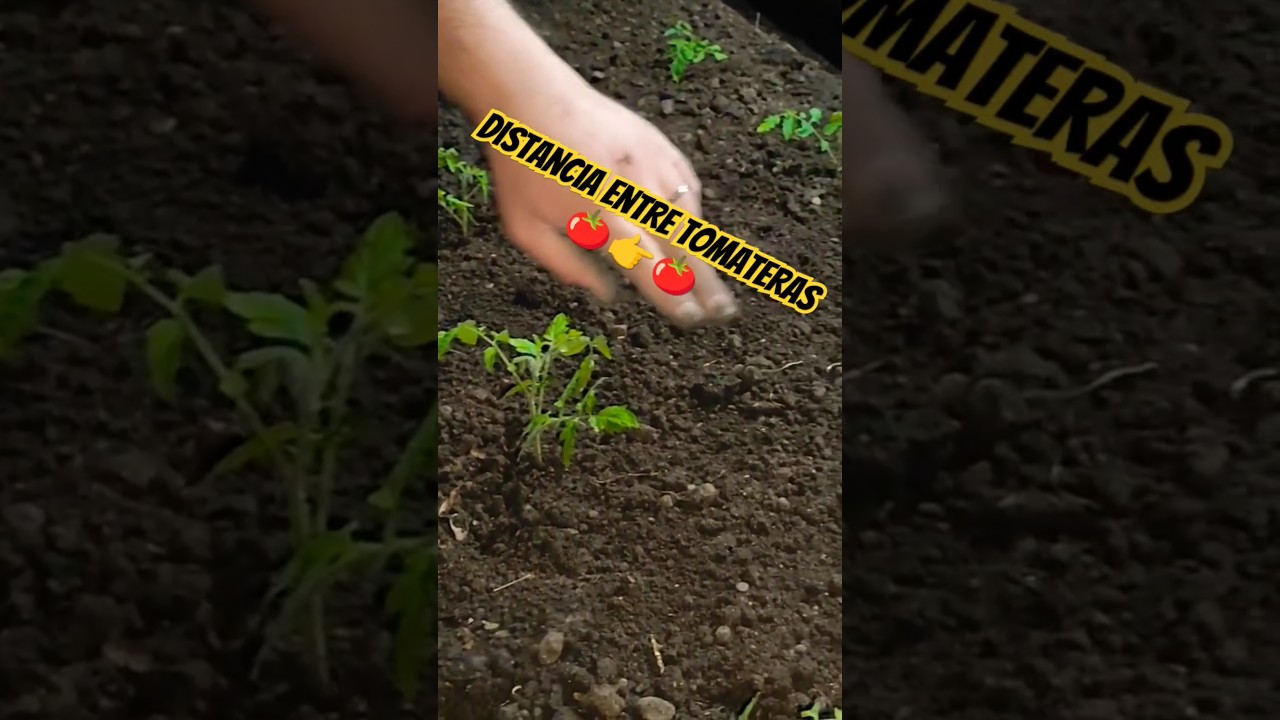 Distancia entre tomateras 🍅👉🍅 #plantas #huerto #huertoorganico
