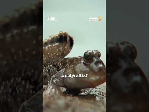 سمكة نطاط الطين الأطلسي