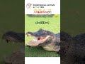 ゴルフボール一つで 人間を翻弄する ワニ