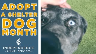 Adopt A Shelter Dog Month