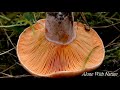 Сбор  грибов в октябре2020,где растут царские рыжики!!!Lactarius deliciosus.Рыжик сосновый.