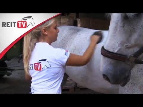 Video: Wie Man Ein Pferd Bürstet