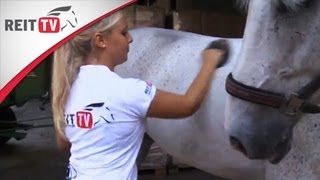Horse care: How to groom horses – what's the best way? screenshot 1