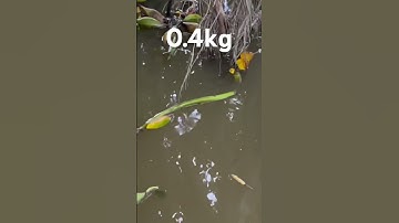 Câu nhầm cá rô cụ #câucárôđồng #thápmườiquêtôi #caucaro #câucárô