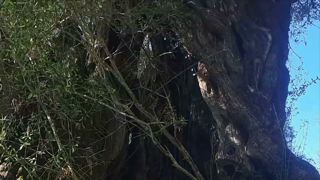 Η ελιά Ευδοκία  στιχοι,μουσική:Elenlouka 