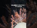 【ゆっくり解説】クジラが死ぬと海の中で何が起こるかこっそり教えます #動物 #1分雑学 #雑学