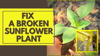 Can you fix a broken Sunflower plant? Hint YES!! And other Protection Tips #GardenHacksThatWork