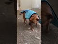 Spa Day Became Zoomie O'Clock