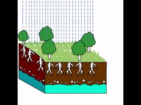 Soil salinity