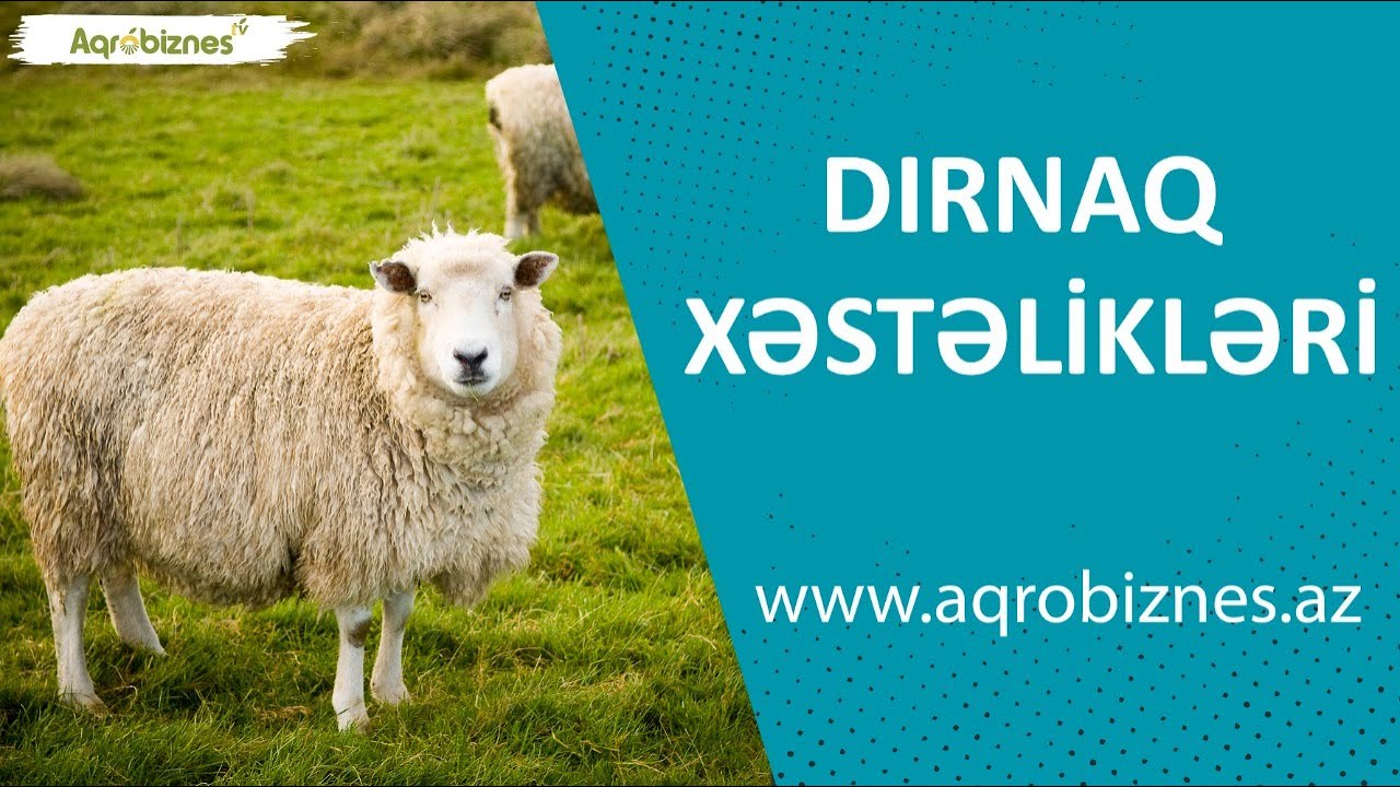 Heyvanların dırnağını tutun