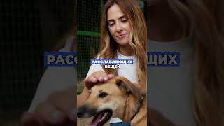 Забудь о таблетках от стресса! #отношения #психология #любовь #новости #юмор #шортс #регресс #гипноз