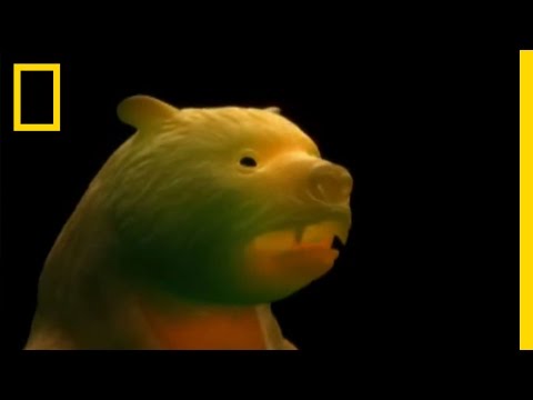 Giant Prehistoric Bear | National Geographic