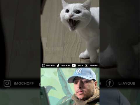 قط أصبح يهجم ويكره صاحبه  مساعدة اكسبلور إنقاذ كلاب قطط  