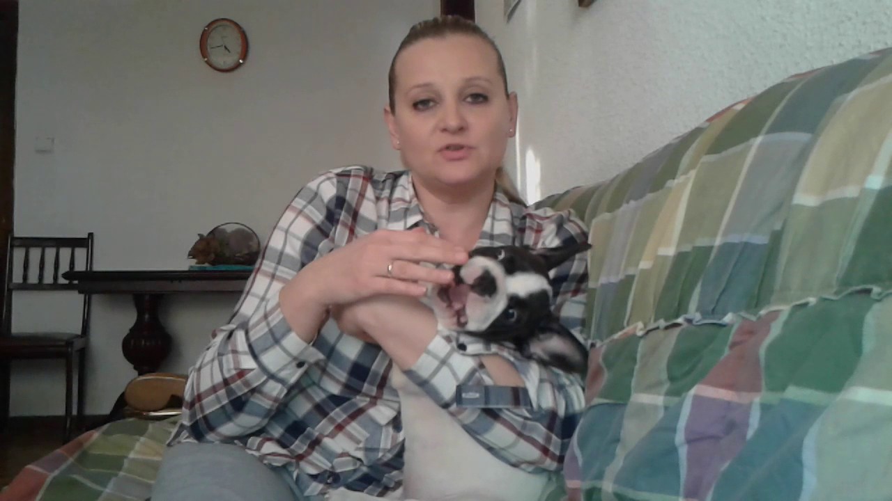 Французский бульдог - плюсы и минусы породы.