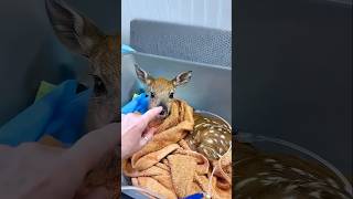 Er rettete ein neugeborenes Rehkitz –was danach geschah, ist herzergreifend #shortvideo #viralshorts