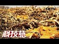 《科技苑》乡村治污绿智慧 土里埋着“金豆豆” 20190107 | CCTV农业