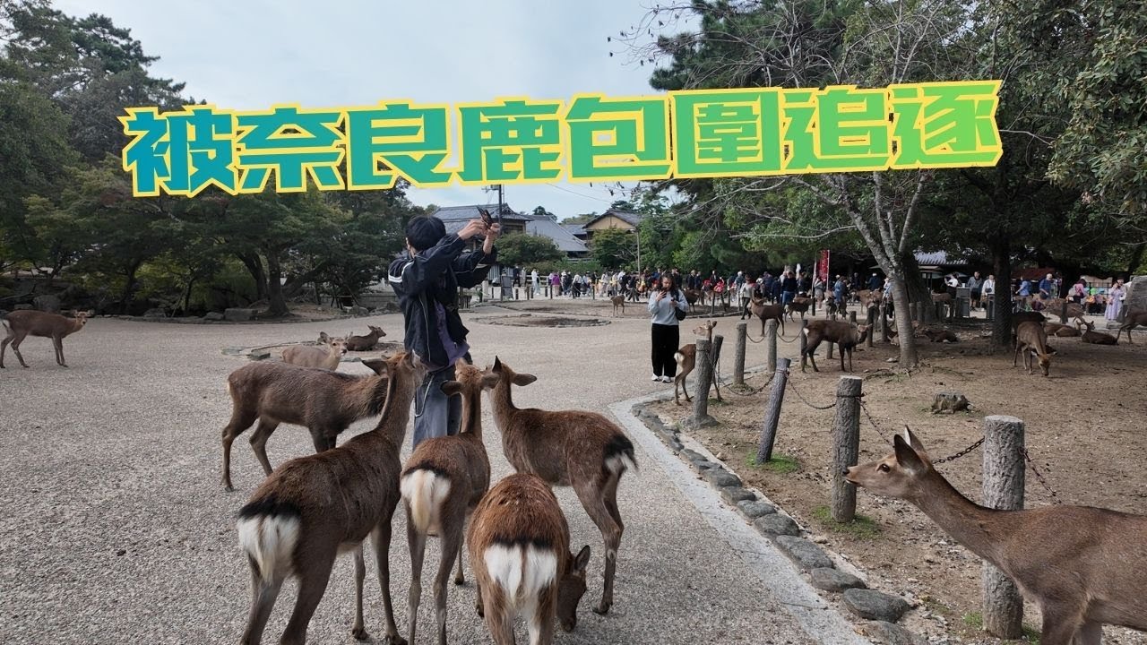 走進奈良神鹿公園被1200頭鹿包圍 │ 跟前追後倍受歡迎的感覺 │ 公鹿PK賽