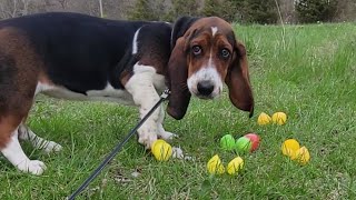 Dahlia's First Easter! by Spoiled Puppers 87 views 1 month ago 5 minutes, 44 seconds