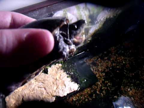geckos food Reptile Contest entries