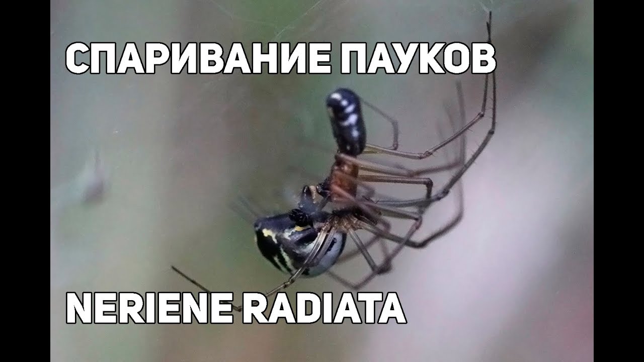 Как спариваются пауки схема
