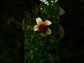 #little #nature #flower