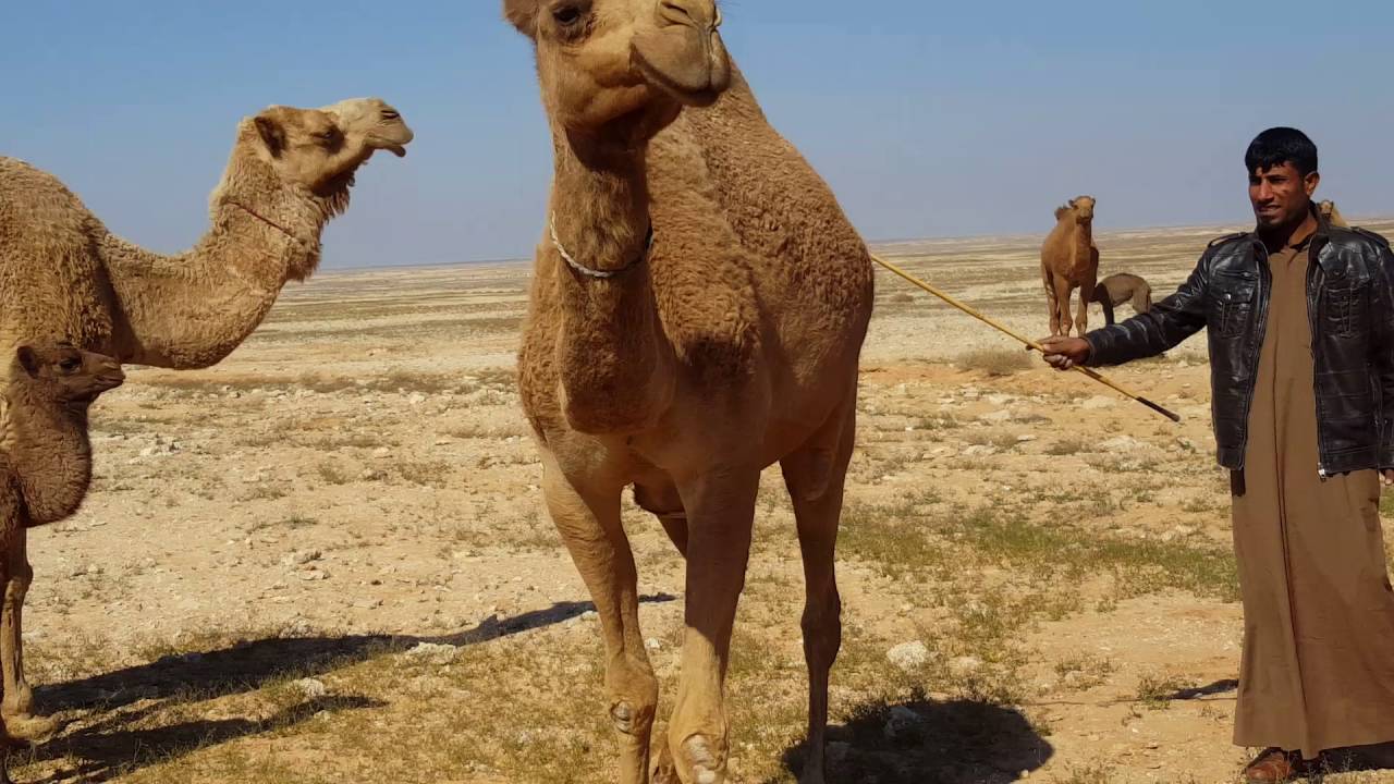 ابل سعد ابن فندي راعي الشعل العايذي