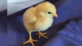 Suffolk County cracking down on illegal sale of chicks before Easter