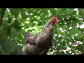 Huhn gackert auf dem apfelbaum